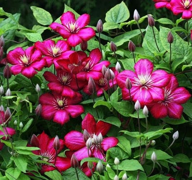 Clematis 'Rouge Cardinal'