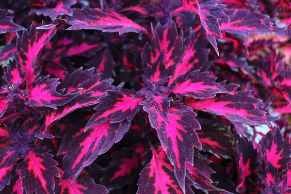 COLEUS STAINED GLASSWORKS ROYALTY