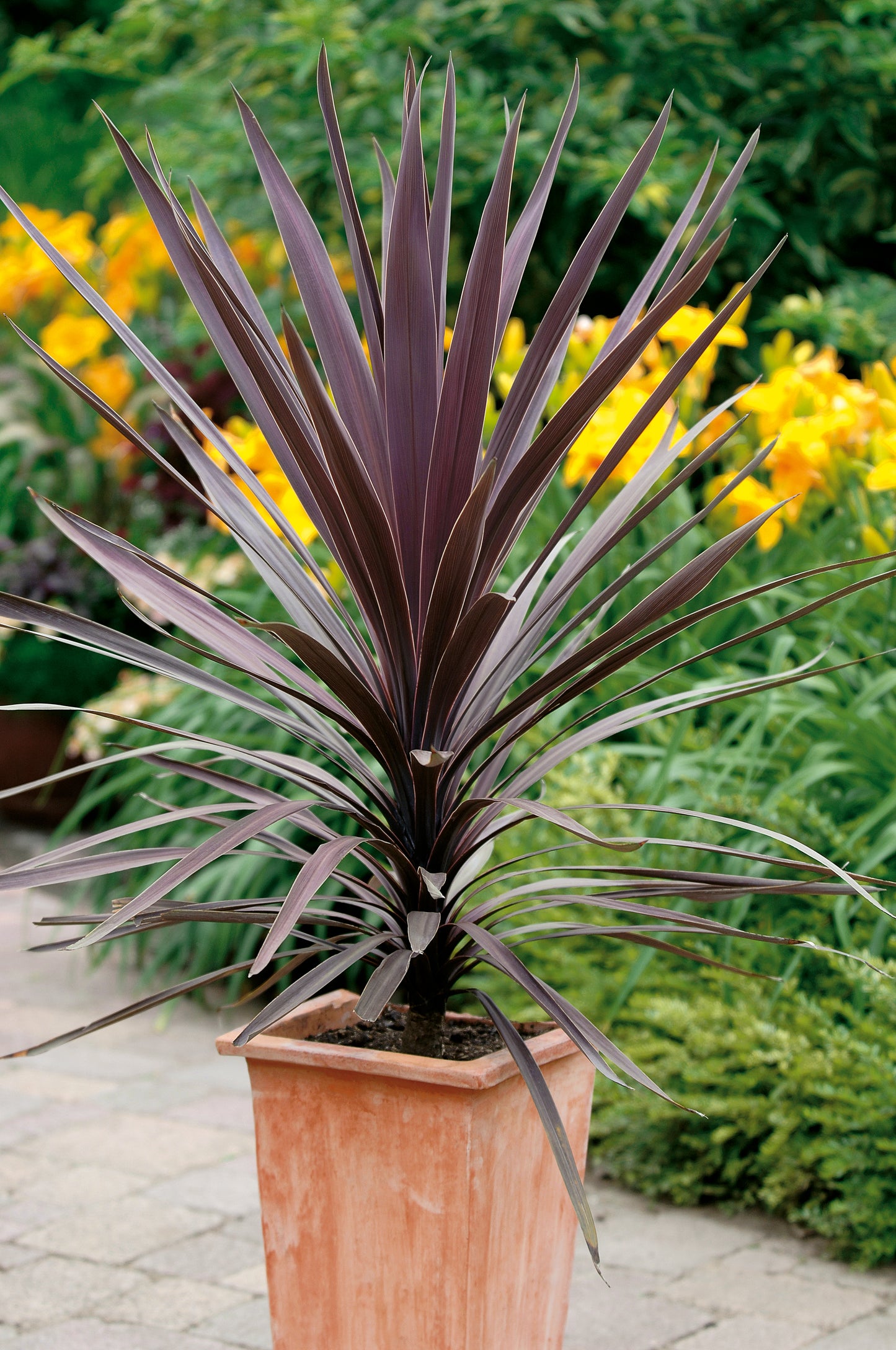 CORDYLINE RED STAR