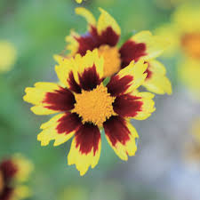 COREOPSIS BIG BANG 'COSMIC EYE'