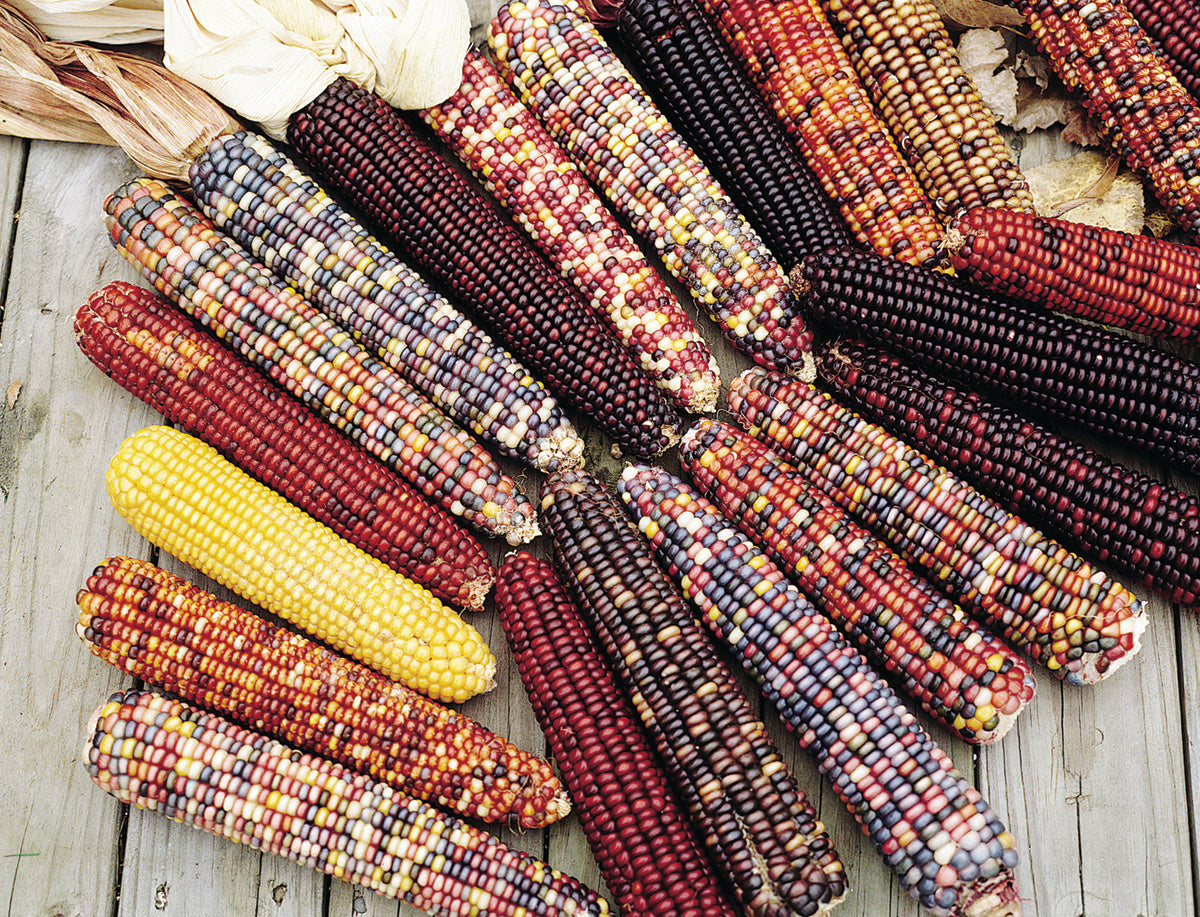 CORN INDIAN ORNAMENTAL