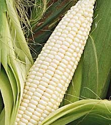 CORN SILVER QUEEN - FLAT OF 32 PLANTS
