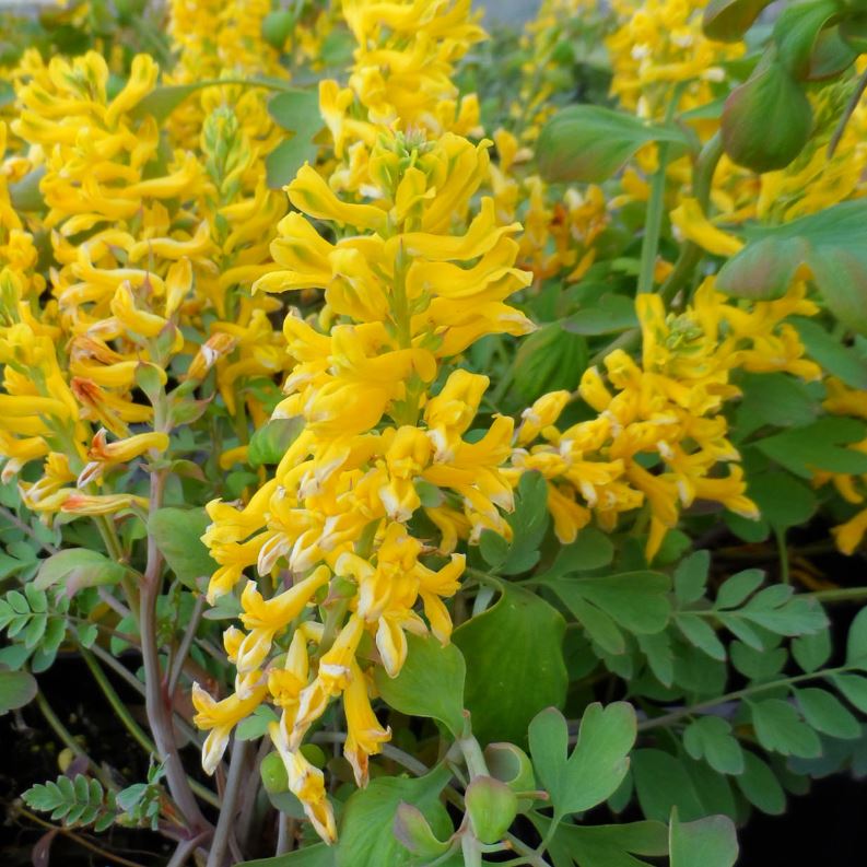 Corydalis 'Canary Feathers'