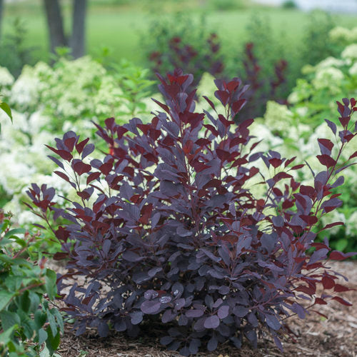 Cotinus cog. 'Winecraft Black'