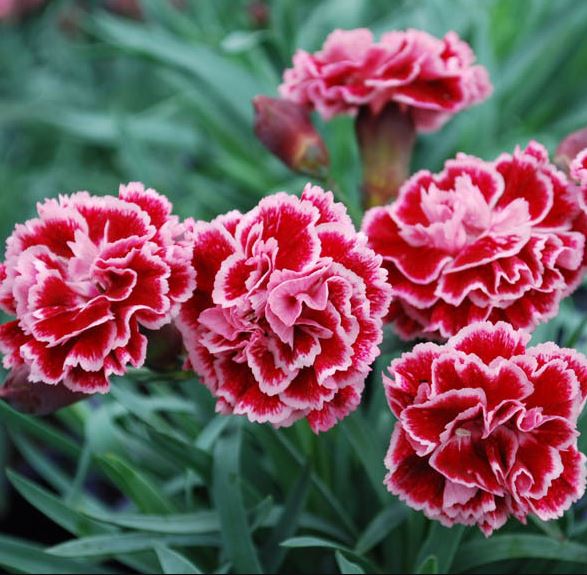 DIANTHUS SCENT FIRST SUGAR PLUM