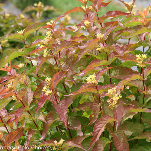 Diervilla s. 'Kodiak Orange'