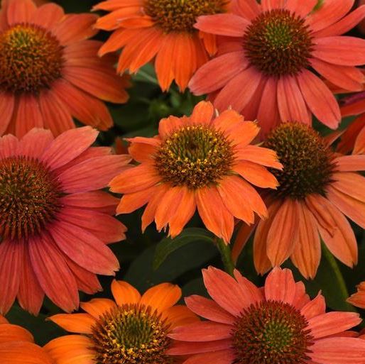 Echinacea 'Red Ombre'