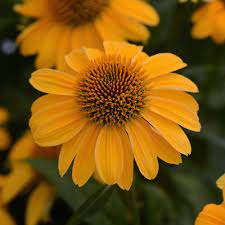 Echinacea Sombrero™ 'Granada Gold'
