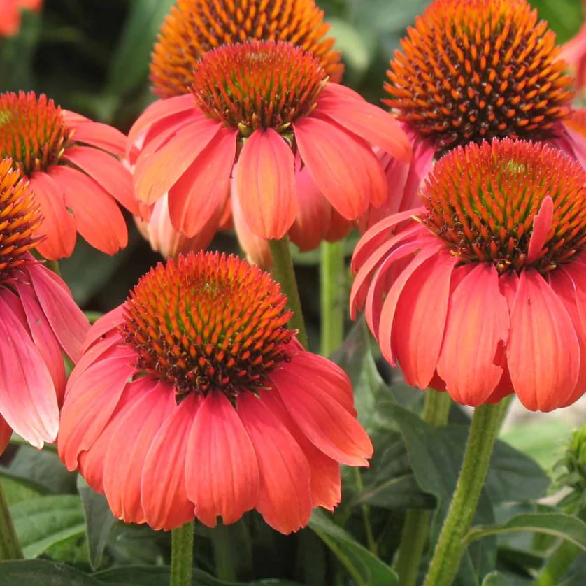 ECHINACEA SOMBRERO HOT CORAL
