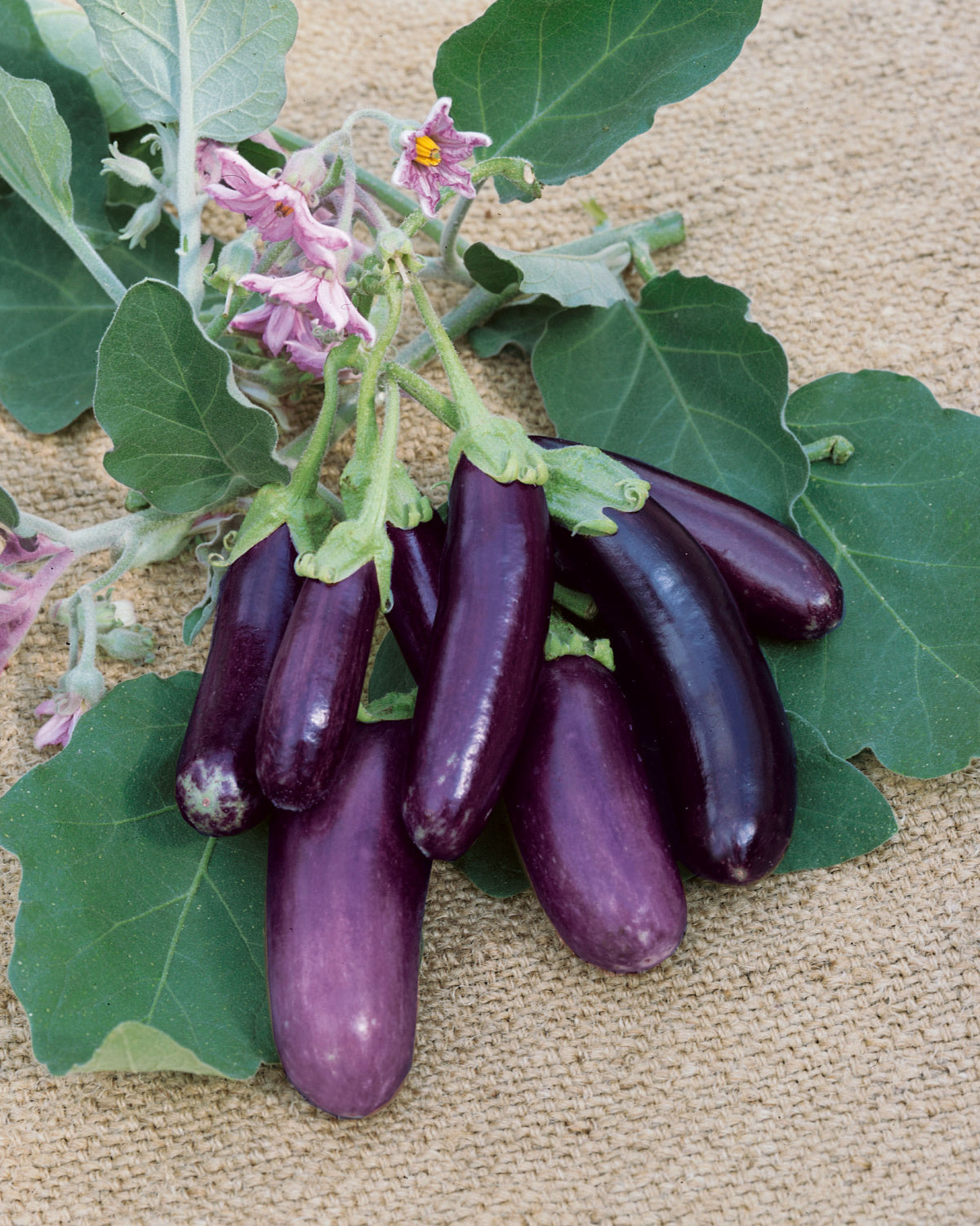 EGGPLANT LITTLE FINGERS - FLAT OF 32 PLANTS