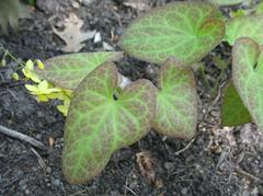 Epimedium 'Frohnleiten'