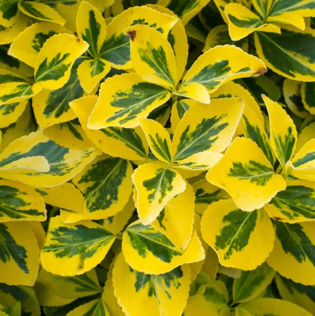 Euonymus for. 'Emerald 'n Gold'