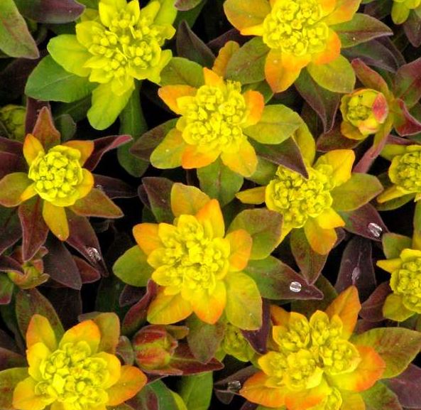 Euphorbia polychroma 'Bonfire'