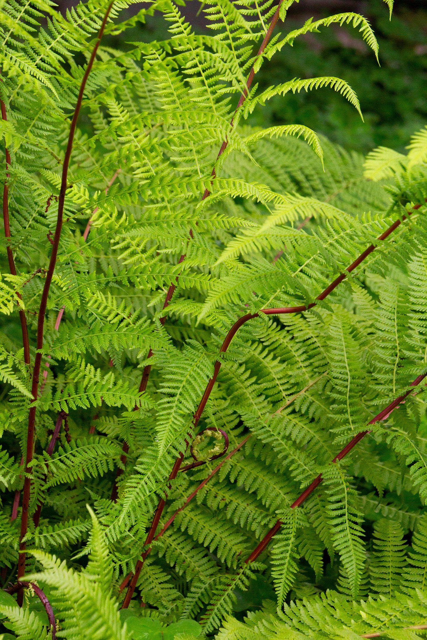FERN -LADY IN RED