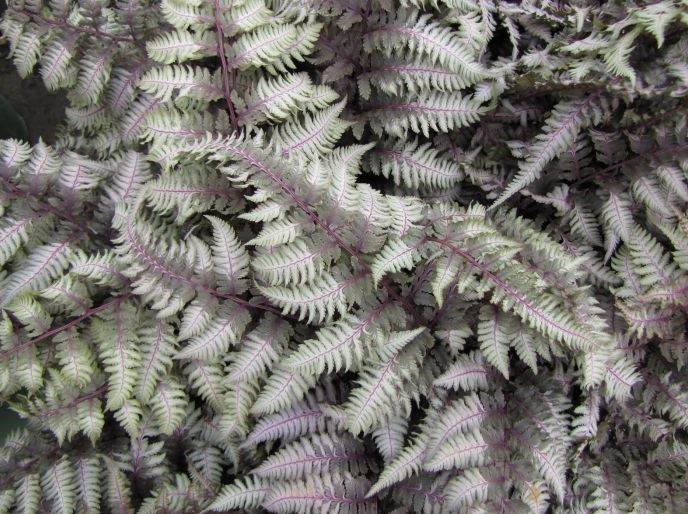 Fern Athyrium 'Regal Red'