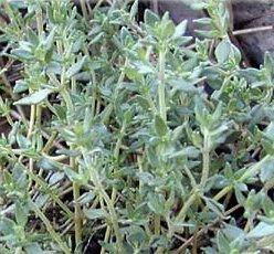 THYMUS VULGARIS FRENCH THYME