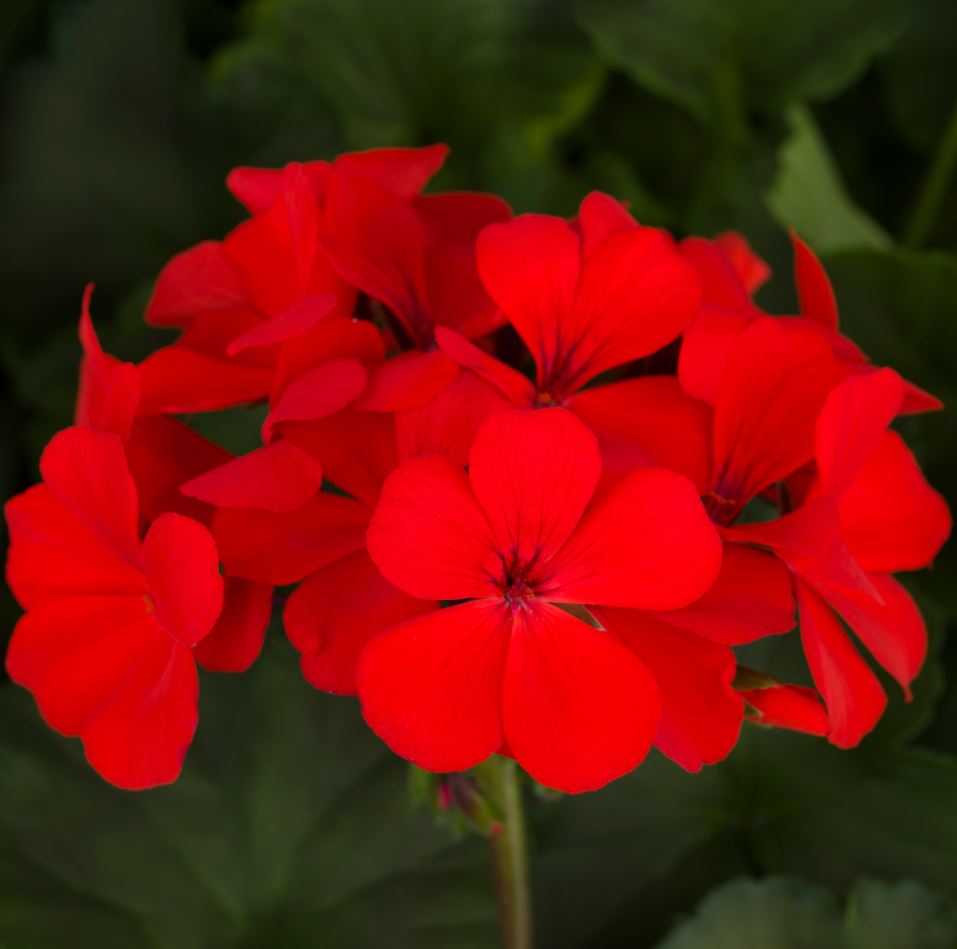 GERANIUM CALLIENTE DEEP RED