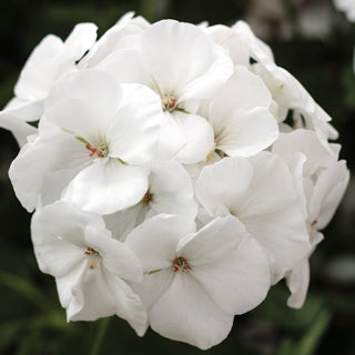 GERANIUM CALLIOPE MEDIUM WHITE - 4" POT
