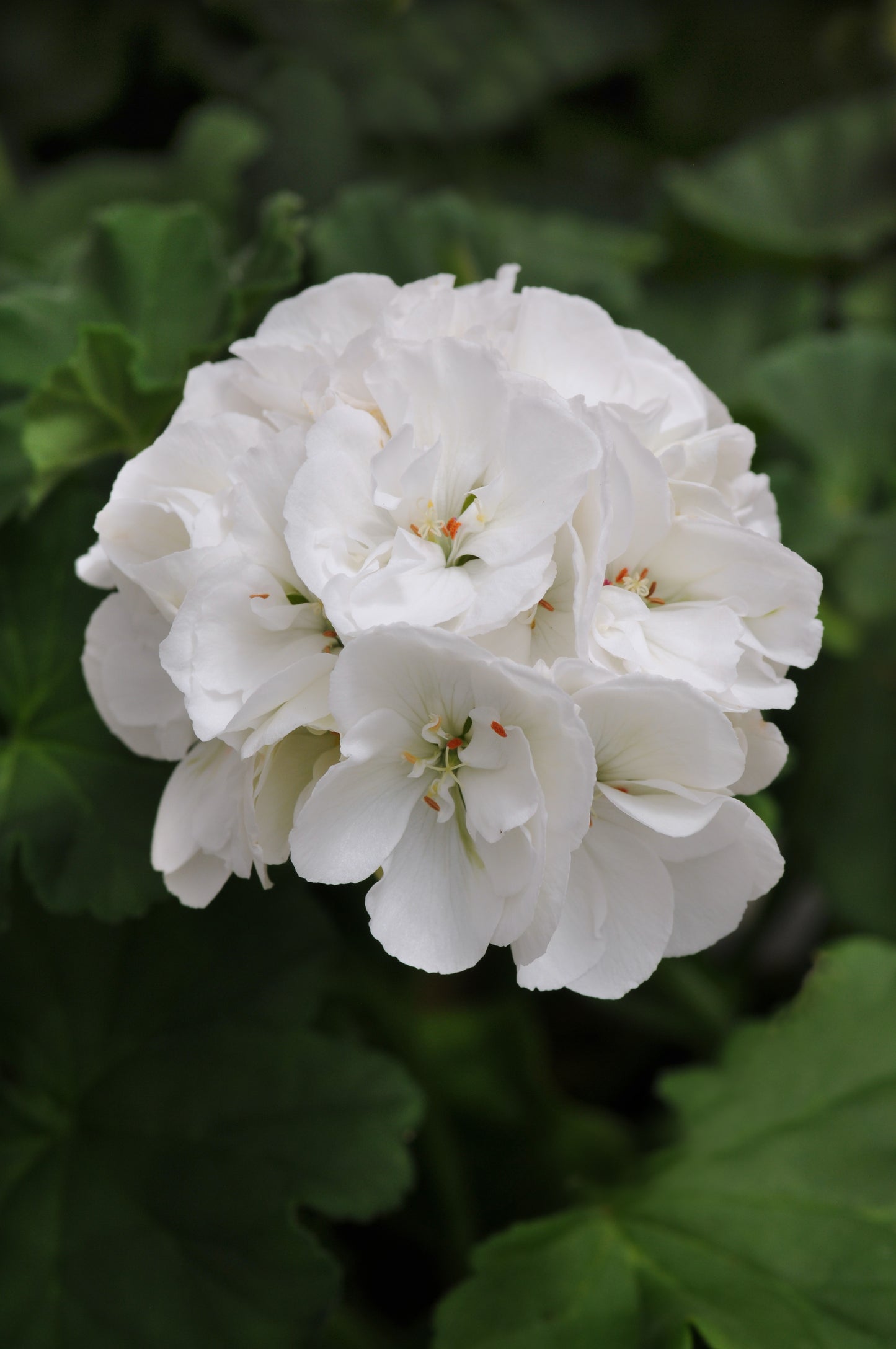 GERANIUM DYNAMO WHITE