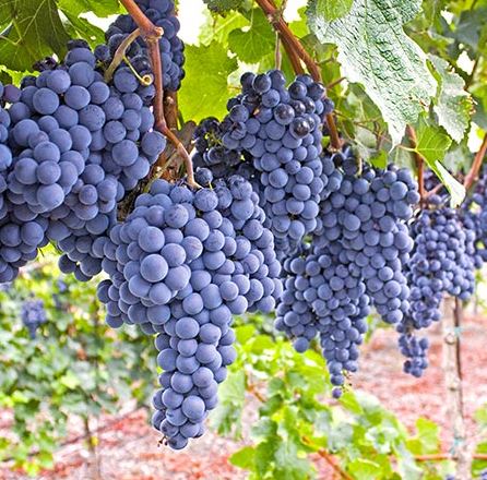 VITIS 'MARS'
