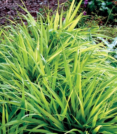 Grass - h.m. 'All Gold'