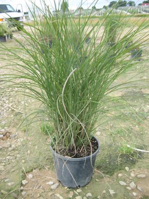 Miscanthus sinensis 'Gracillimus'
