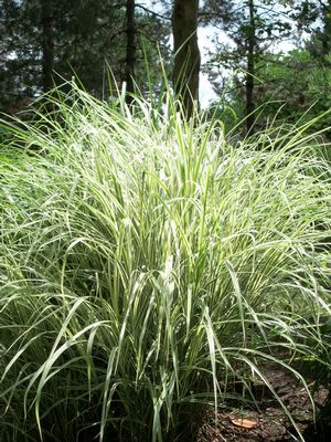 Grass - m.s. 'Variegatus'