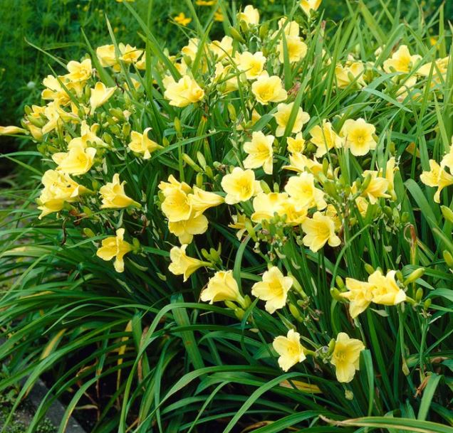Hemerocallis 'Happy Returns'