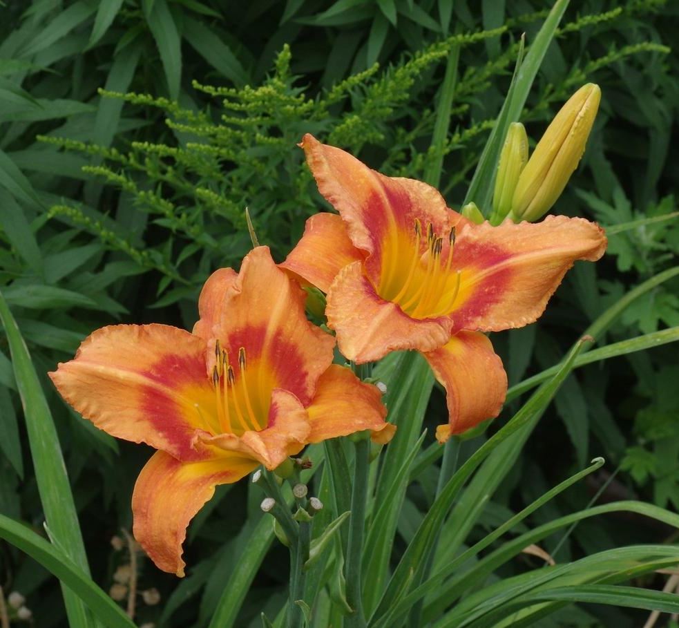 Hemerocallis 'Orange Crush'