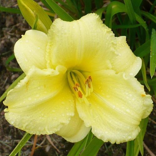 Hemerocallis 'Stella Supreme'