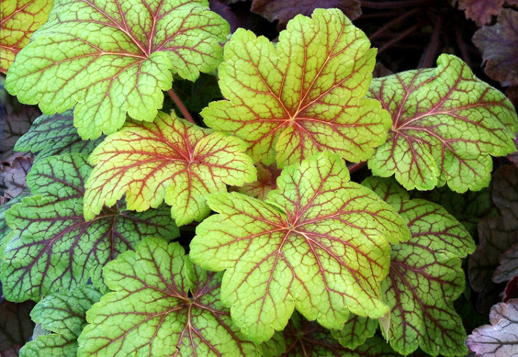 Heuchera 'Electric Lime'