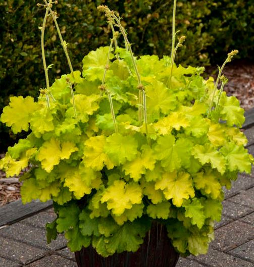 HEUCHERA 'LEMON LOVE'