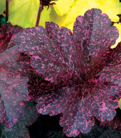 Heuchera 'Midnight Rose'