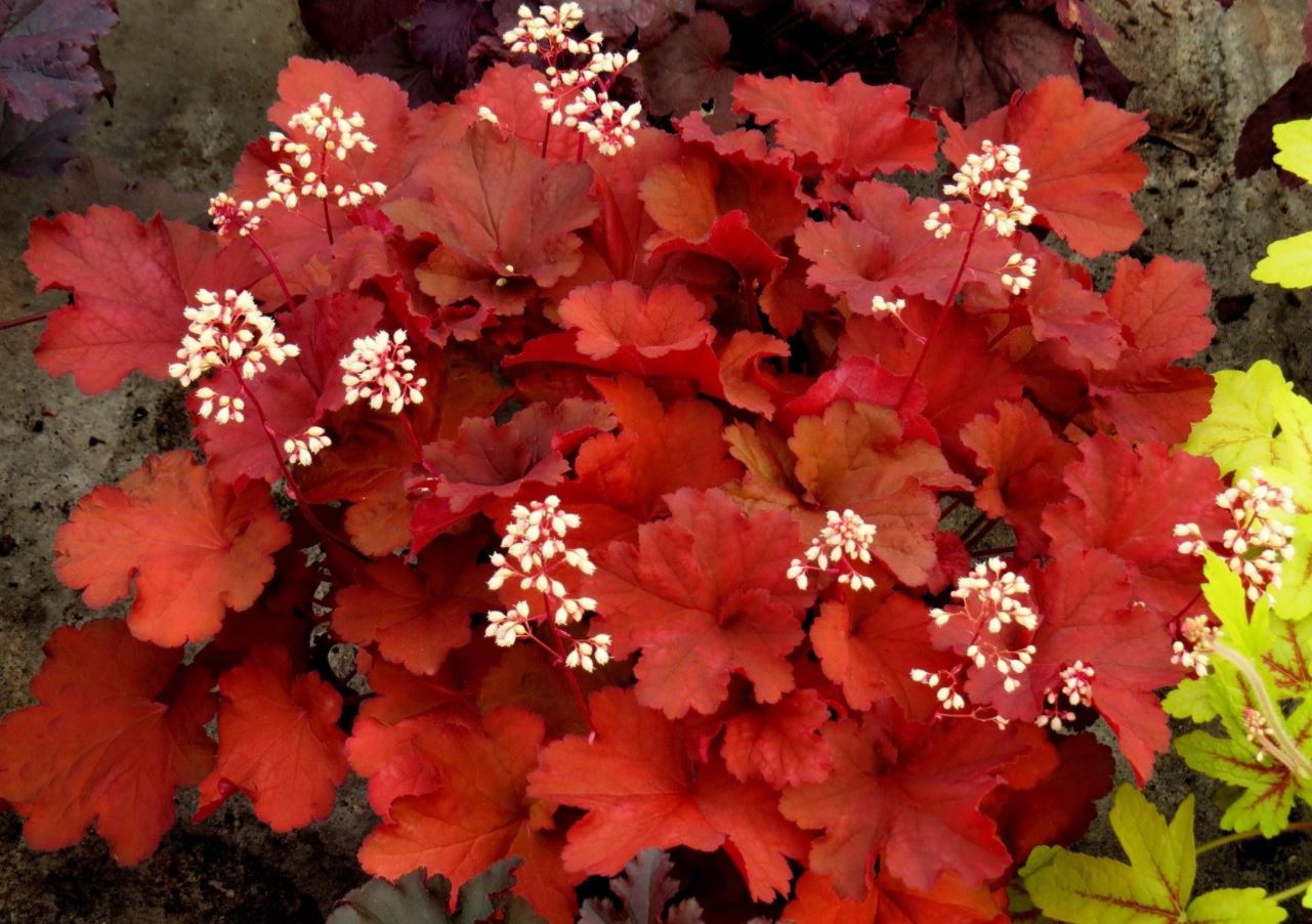 HEUCHERA 'RIO'