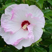 Hibiscus Summerific® 'Ballet Slippers' PW