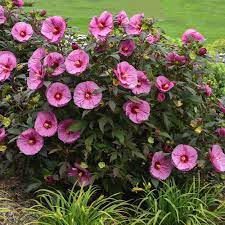 Hibiscus Summerific® 'Berry Awesome' PW