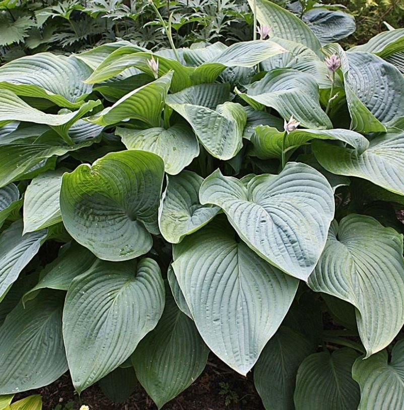 Hosta Shadowland® 'Empress Wu' PW