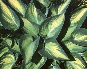 HOSTA 'JUNE'