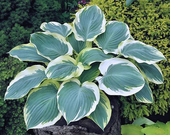 Hosta 'Orions Belt'