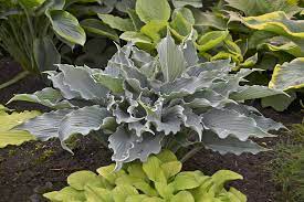 HOSTA SHADOWLAND 'WATERSLIDE' PW