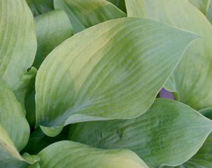 Hosta 'Sum and Substance'