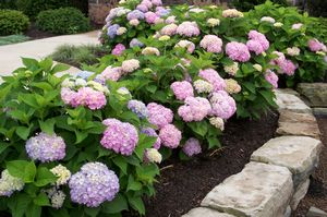 Hydrangea m. 'Endless Summer'