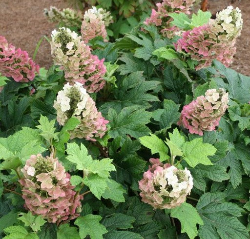 HYDRANGEA 'JETSTREAM'™