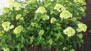 Hydrangea paniculata Little Lime® (PW)