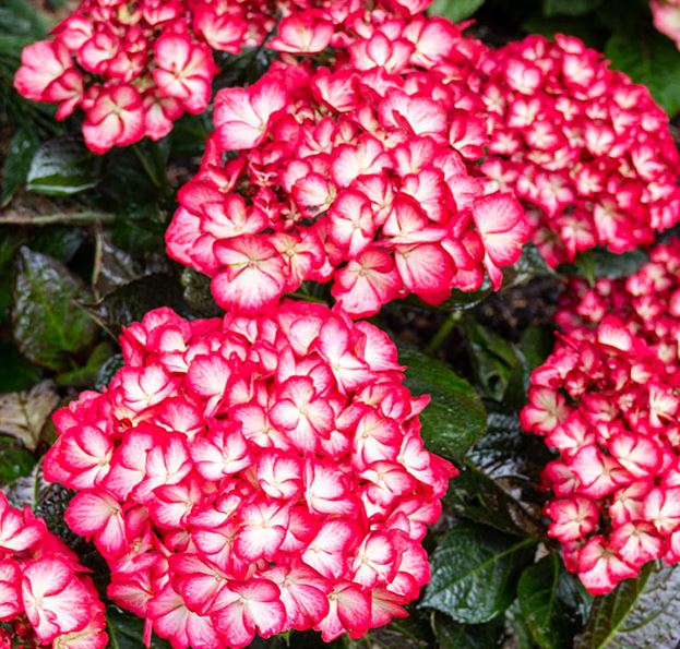 Hydrangea mac 'Kimono™'