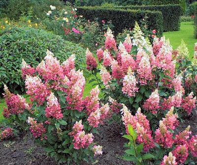 HYDRANGEA 'PINKY WINKY'® PW