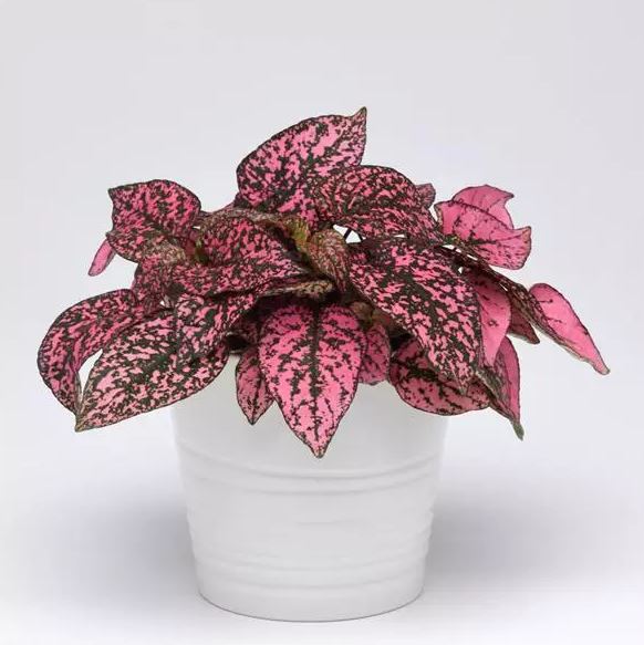 HYPOESTES SPLASH SELECT ROSE