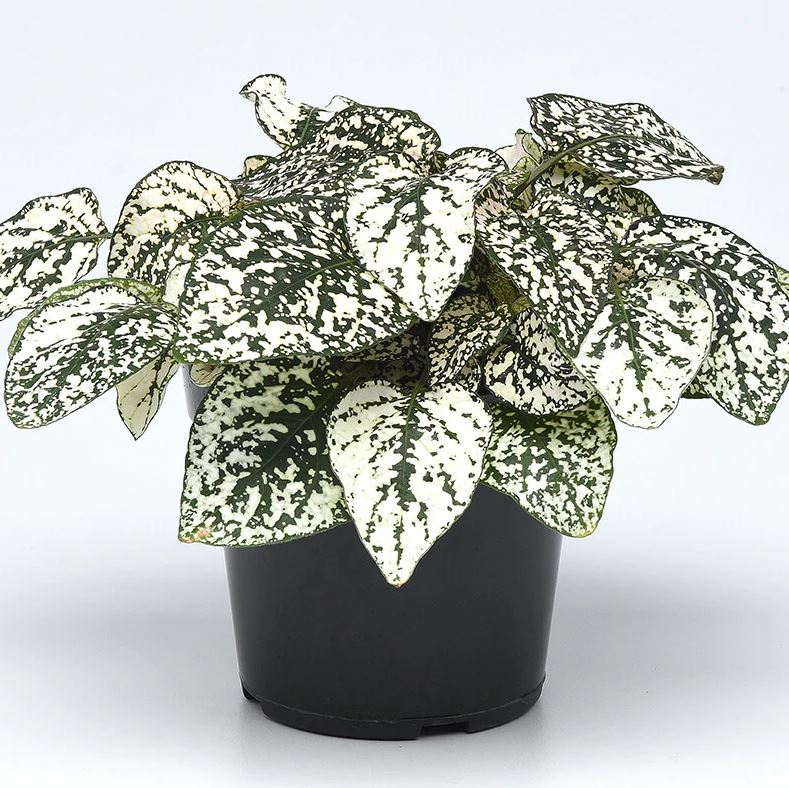 HYPOESTES SPLASH SELECT WHITE