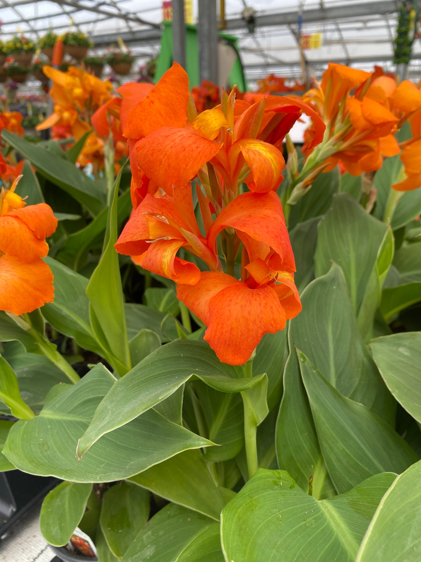 CANNA CANNOVA ORANGE