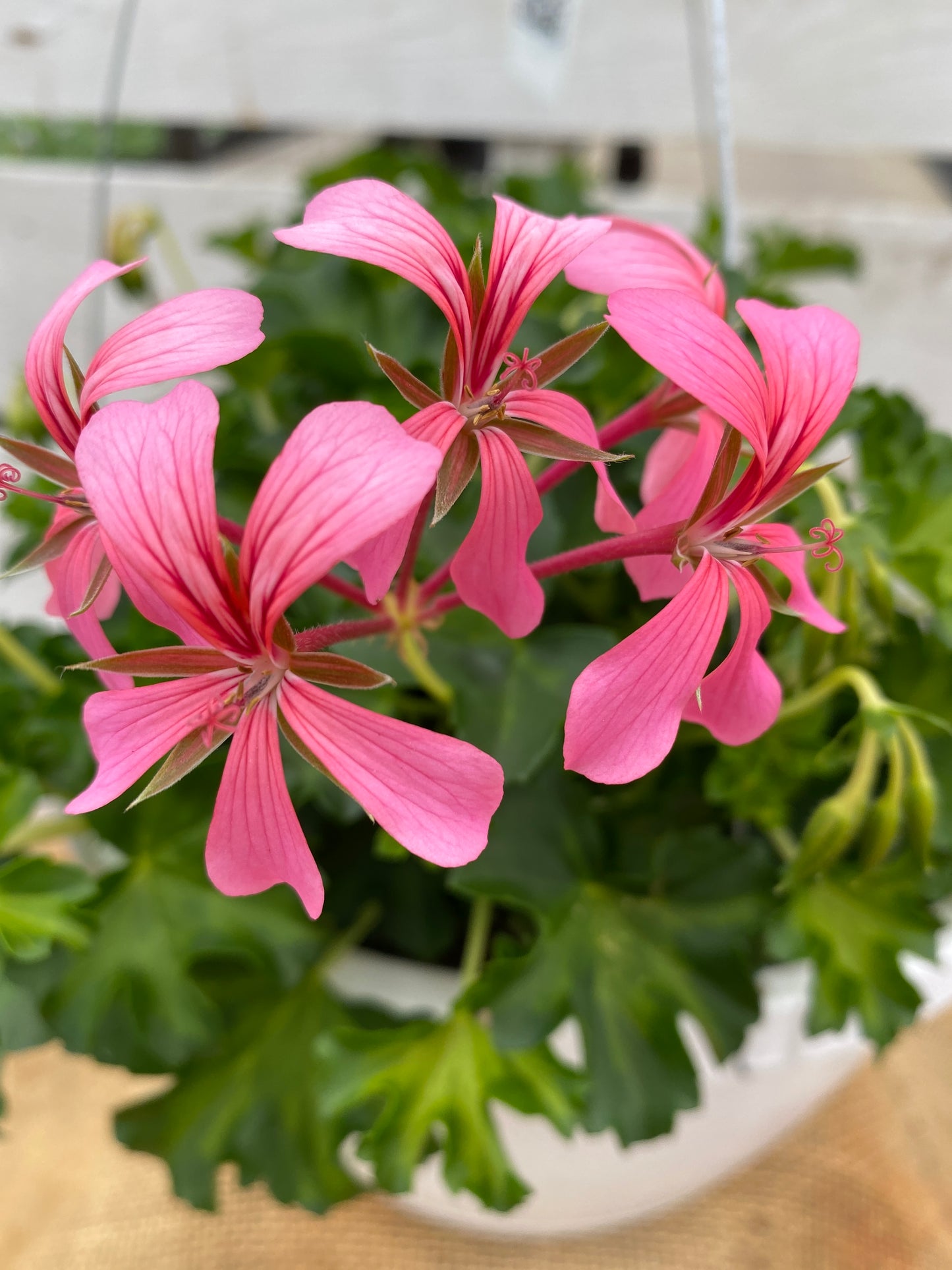 GERANIUM SOFIE CASCADE - 10" HANGING BASKET